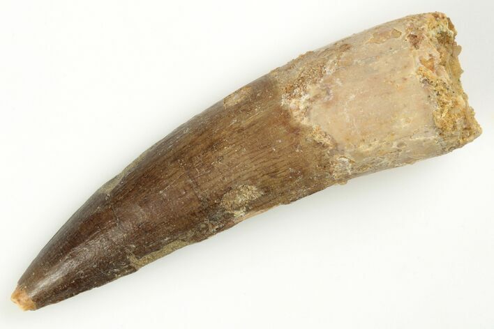 Fossil Spinosaurus Tooth - Real Dinosaur Tooth #204476